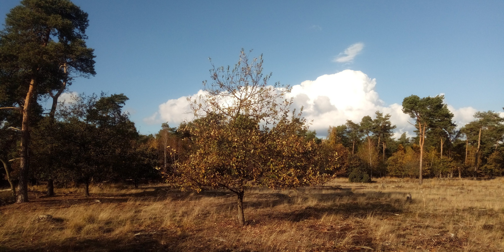 Wandeling Boshuizerbergen en Op de Buus