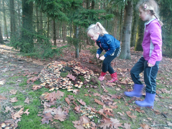 Paddenstoelen zoeken