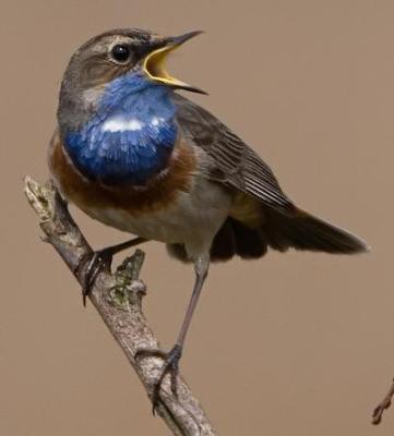 Blauwborst