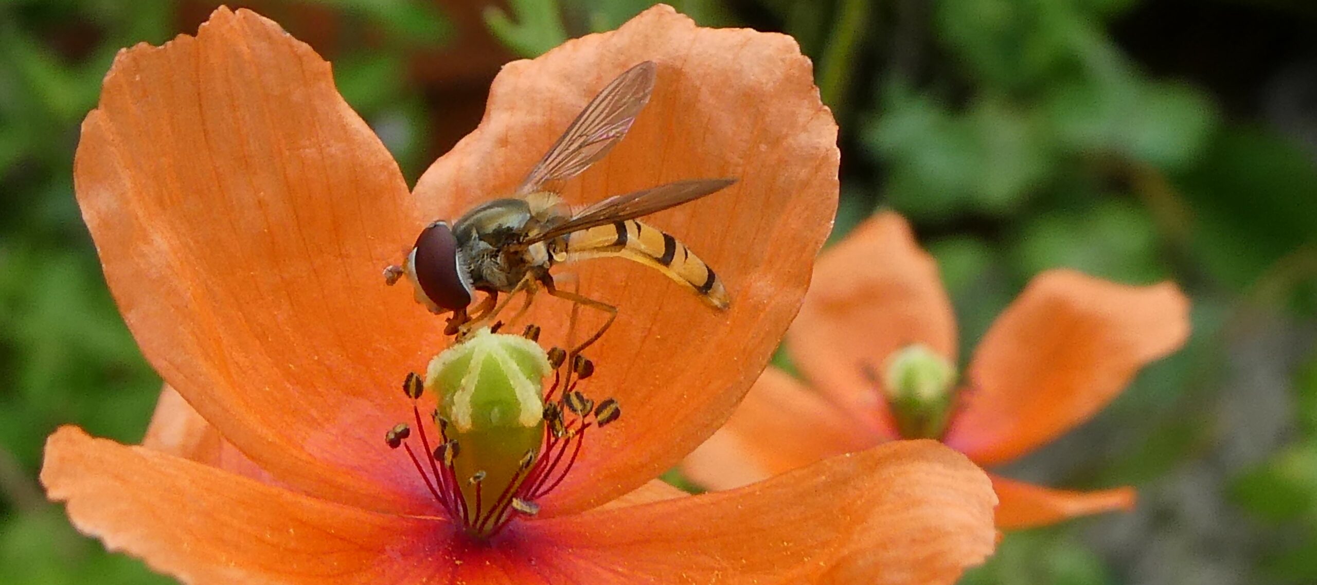 Een zweefvlieg zit op een oranje klaproos, gedetailleerd in close-up.