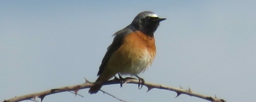 Een kleine vogel met oranje borst zit op een doornige tak tegen een blauwe lucht.