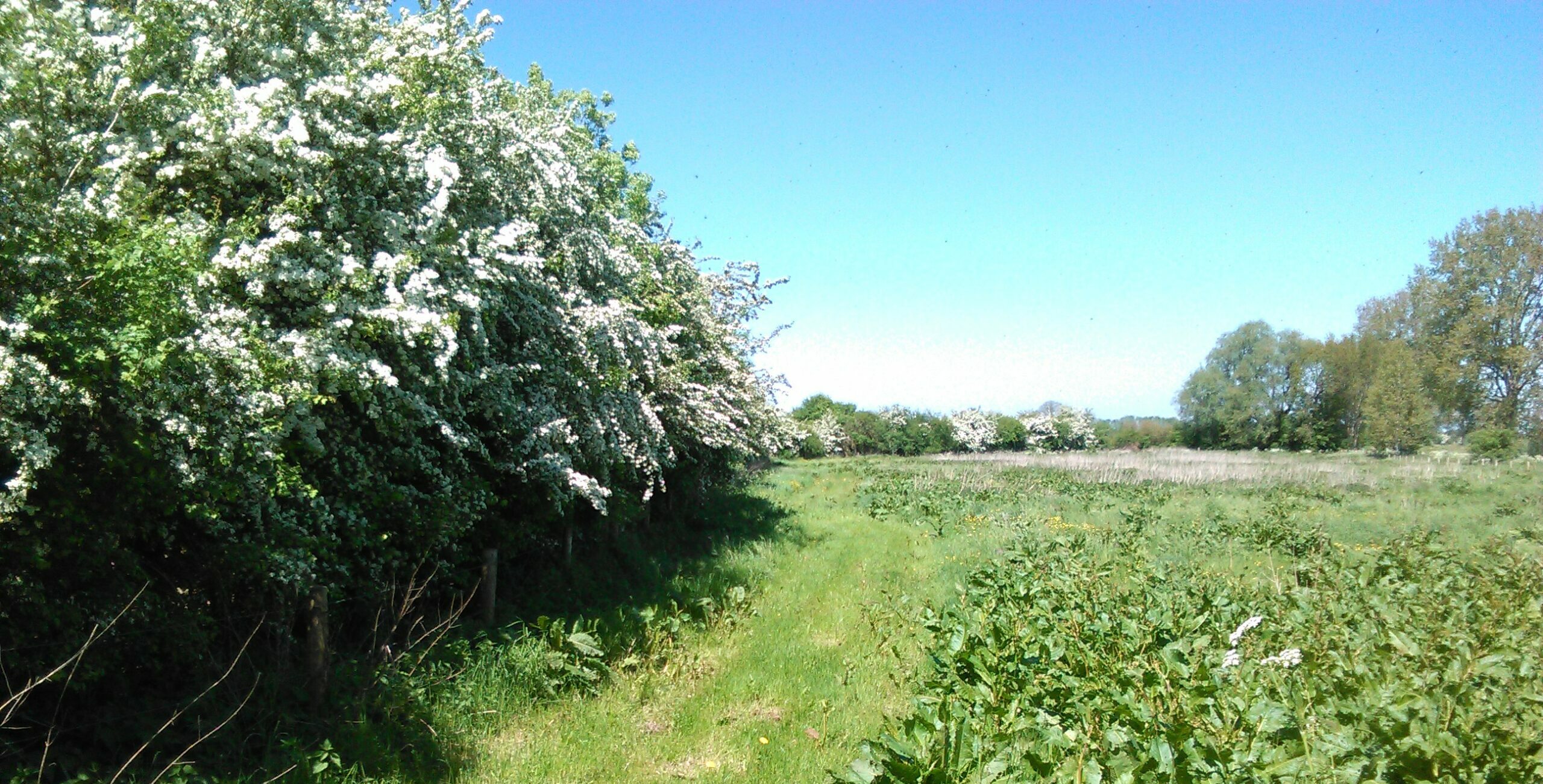 Groen pad door veld met bloeiende heg links en blauwe lucht.