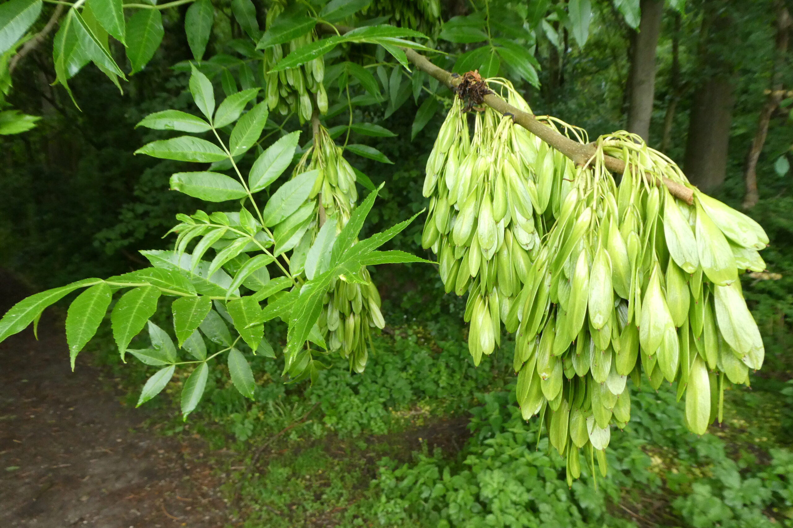 Boomtak met groene blaadjes en trossen zaden in een bosrijke omgeving.