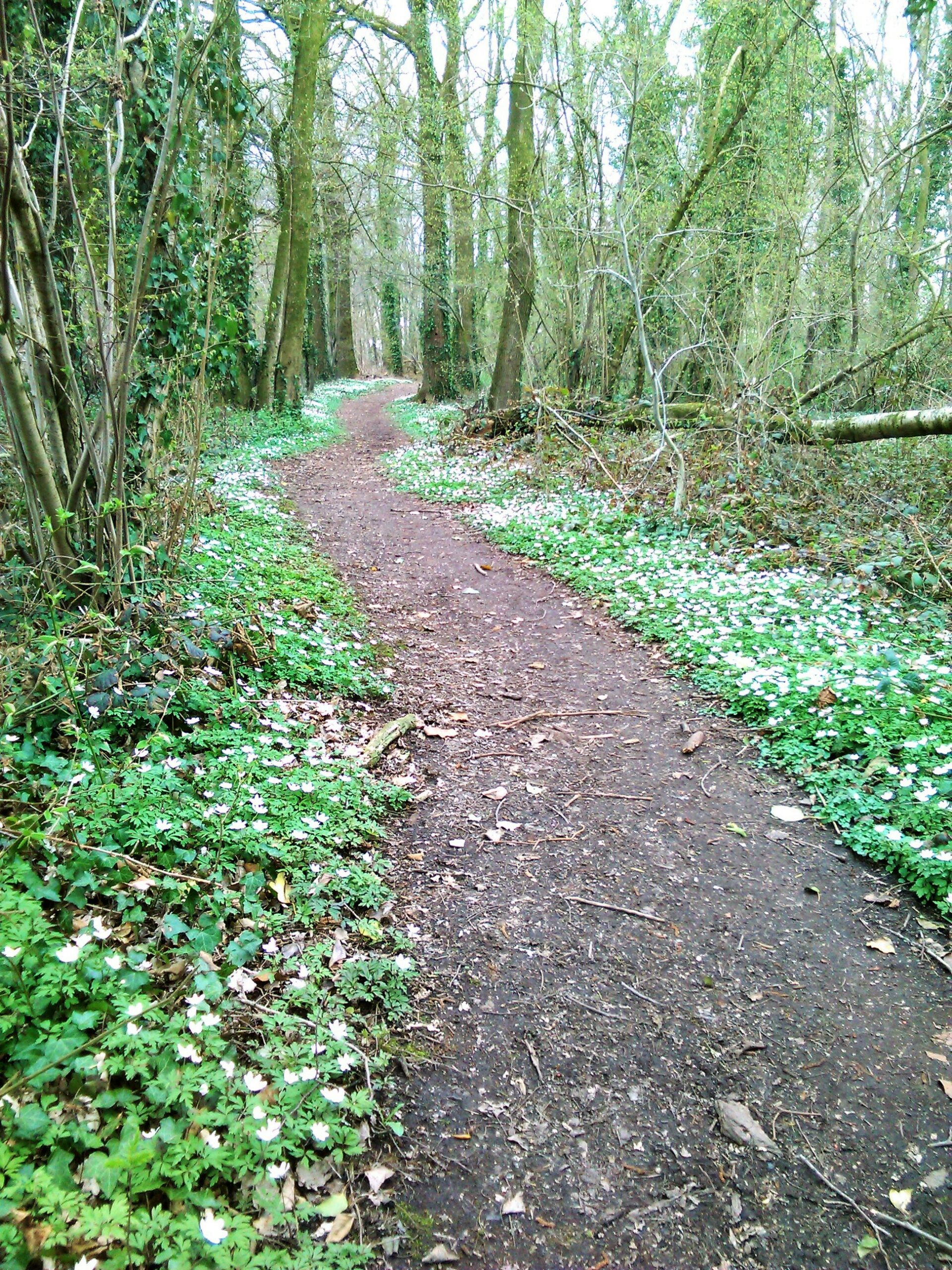 Boswandeling omzoomd met witte bloemen onder kale bomen.