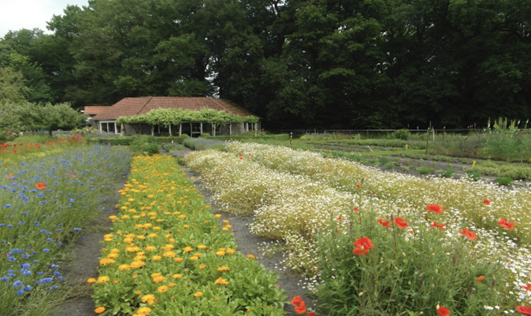 Bloemenveld met gele, rode en blauwe bloemen voor een huis, omringd door bomen.