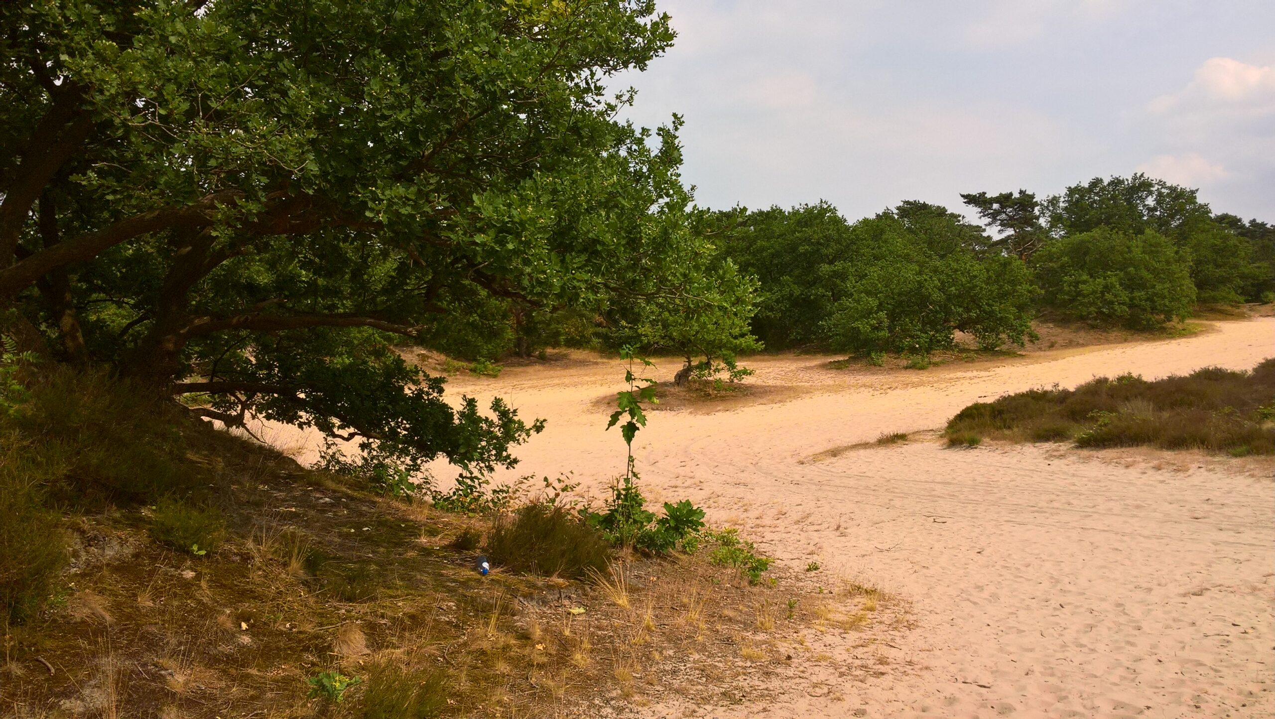 Zandduinen met verspreide groene bomen en lichte begroeiing onder een bewolkte lucht.