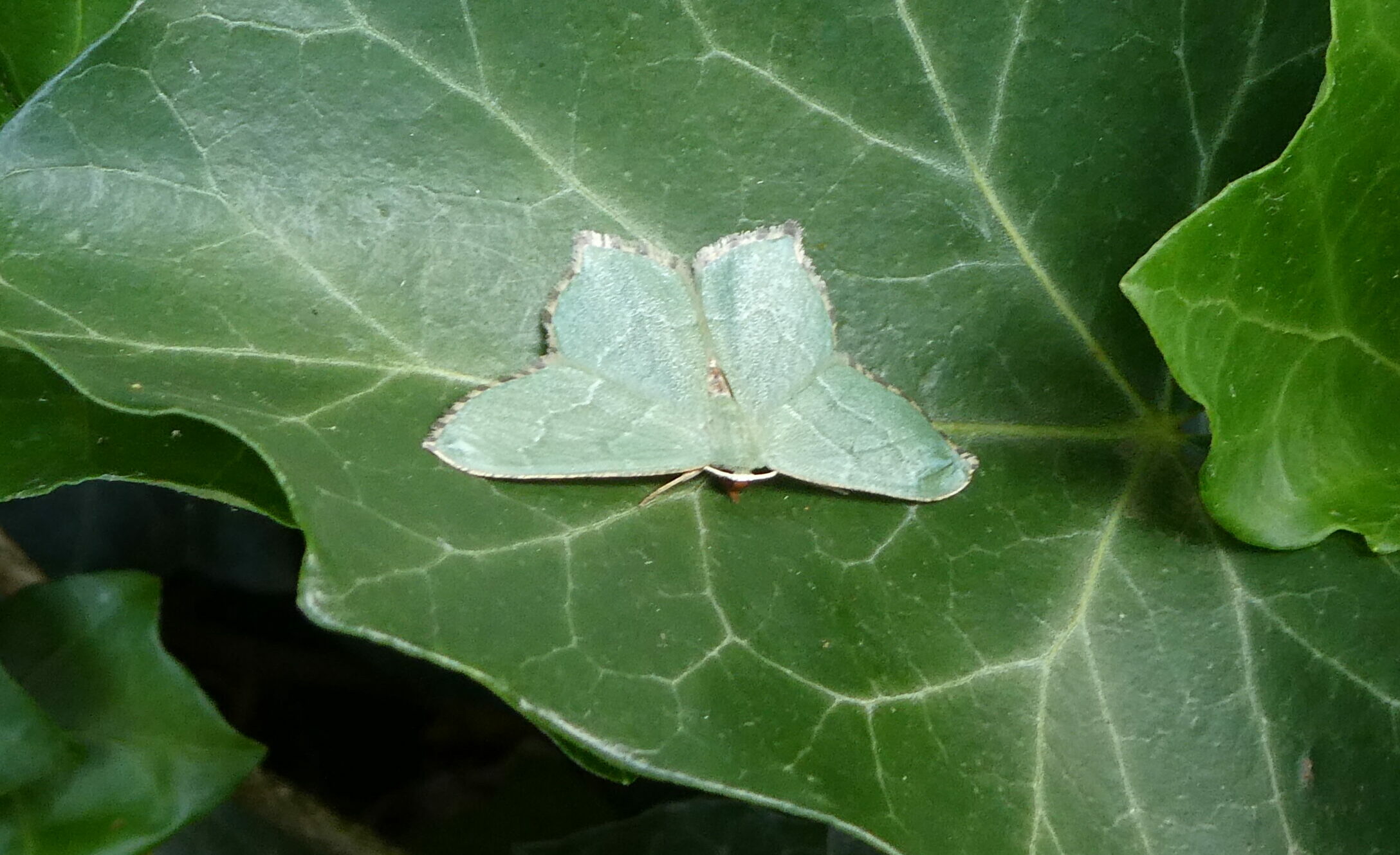 Groene vlinder op een groot, groen blad met zichtbare nerven.