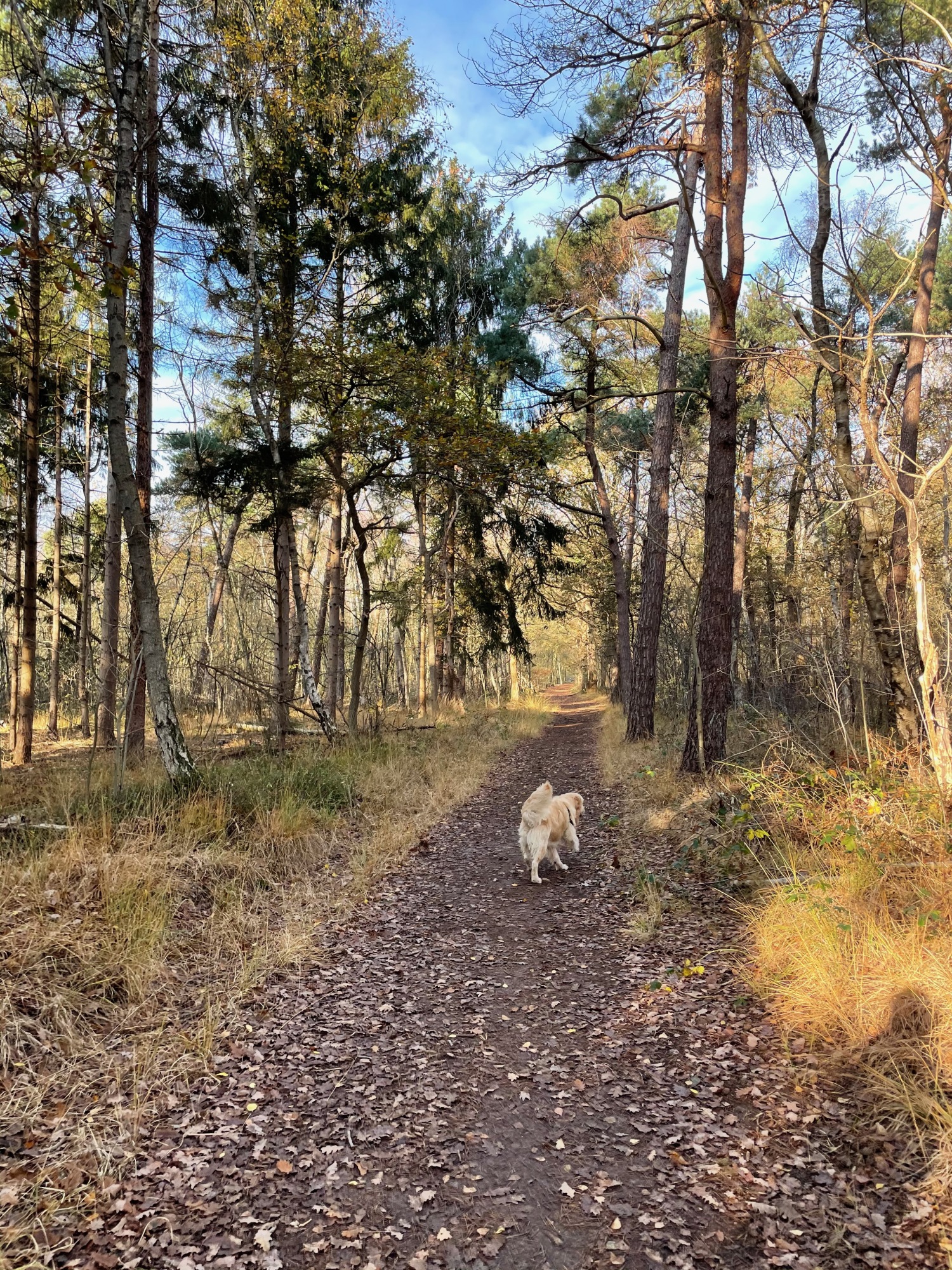 Hond loopt op een bosachtig pad met hoge bomen en herfstbladeren op de grond.