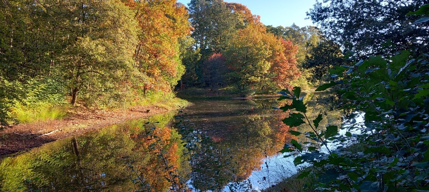 Bos met herfstbladeren weerspiegeld in een stille vijver onder een heldere blauwe hemel.