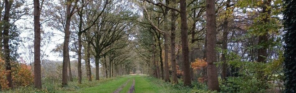 Bospad met rijen hoge bomen en een smal grasveld in het midden.