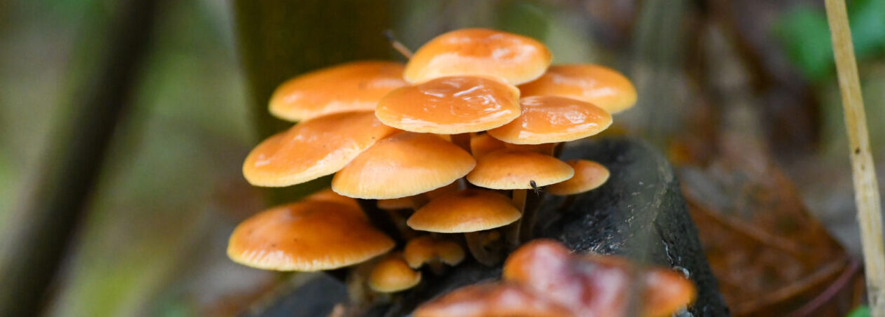 Oranje paddenstoelen groeien op een boomstam in een bosrijke omgeving.