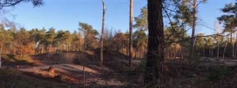 Open boslandschap met zandheuvels en naaldbomen onder een heldere blauwe lucht.