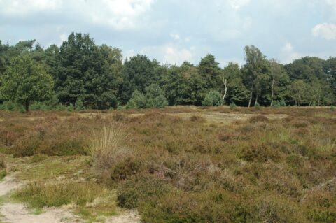 Heideveld met struiken en gras, omgeven door een dichte rij bomen onder een bewolkte lucht.