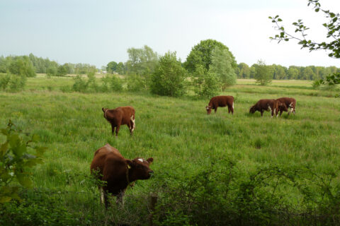 Bruine koeien grazen in een groene weide met bomen en struiken rondom.
