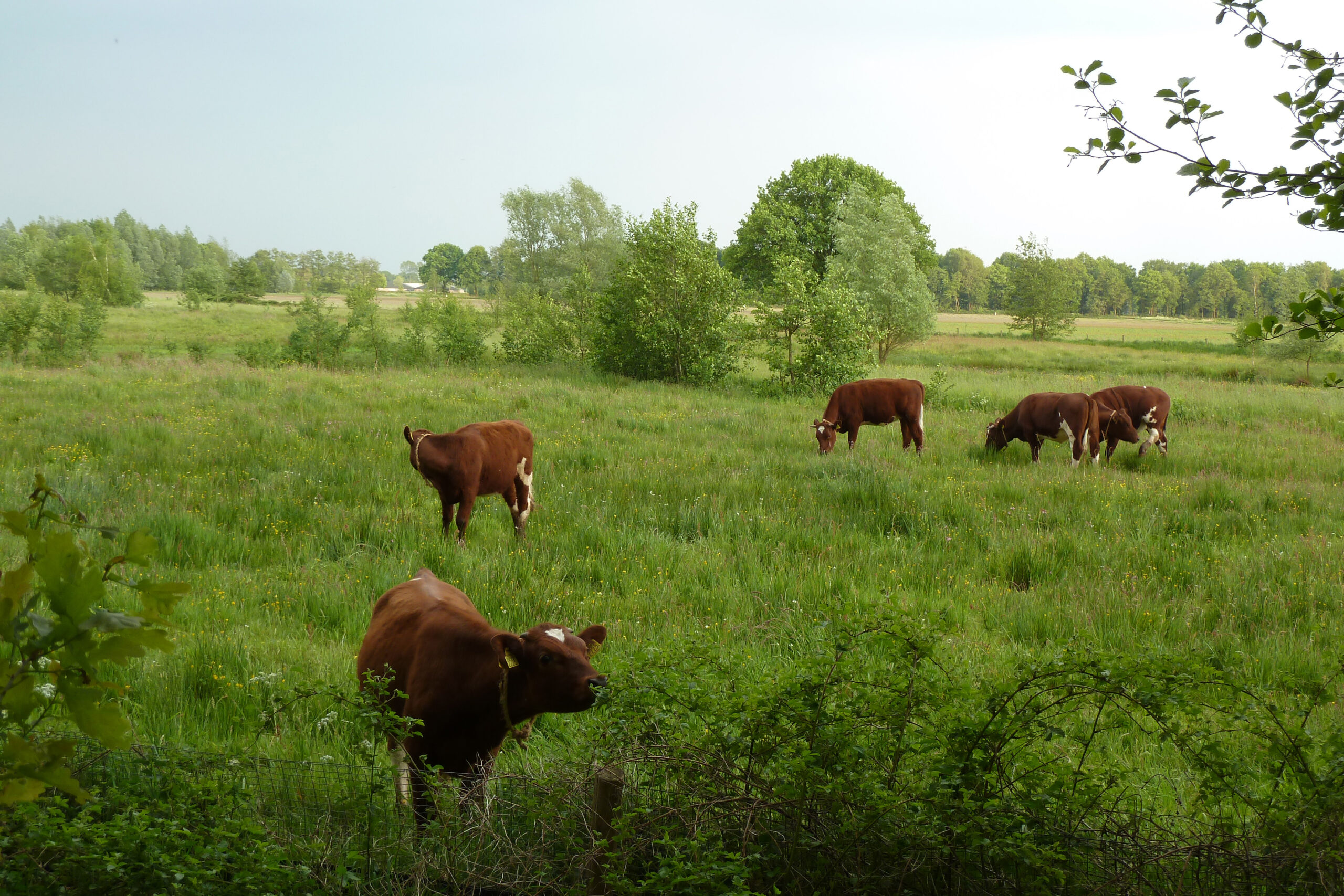 Bruine koeien grazen in een groene weide met bomen en struiken rondom.