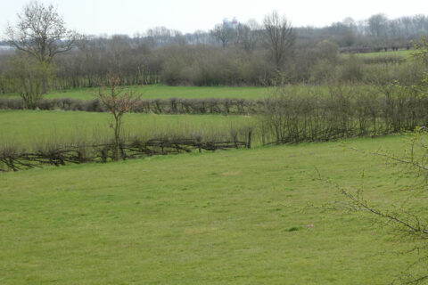 Groene weide met struiken en bomen aan de horizon, silhouetten van gebouwen in de verte.