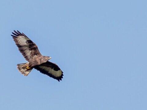 Een buizerd zweeft in de lucht met gespreide vleugels tegen een blauwe hemel.