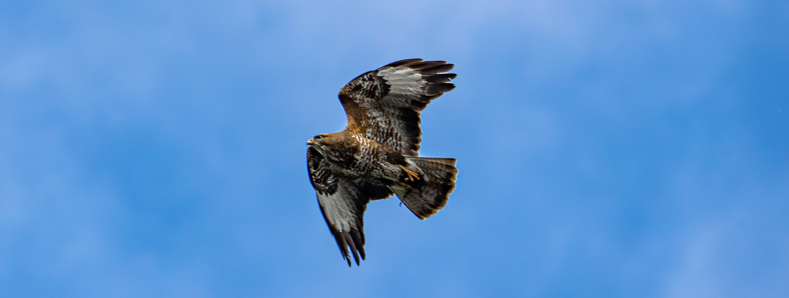 Een roofvogel zweeft in een heldere, blauwe lucht met gespreide vleugels.