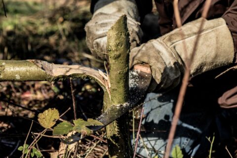 Hands met handschoenen zagen een dikke tak in een bosachtige omgeving.