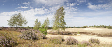 Heideveld met paarse struiken, verspreide bomen en een blauwe lucht met wolken.