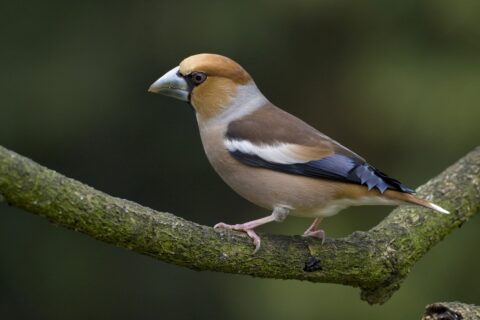 Vinkachtige vogel op groene tak, tegen een onscherpe achtergrond.