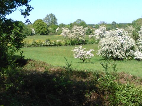 Landschap met groene velden, bloeiende witte struiken en bomen onder een blauwe lucht.