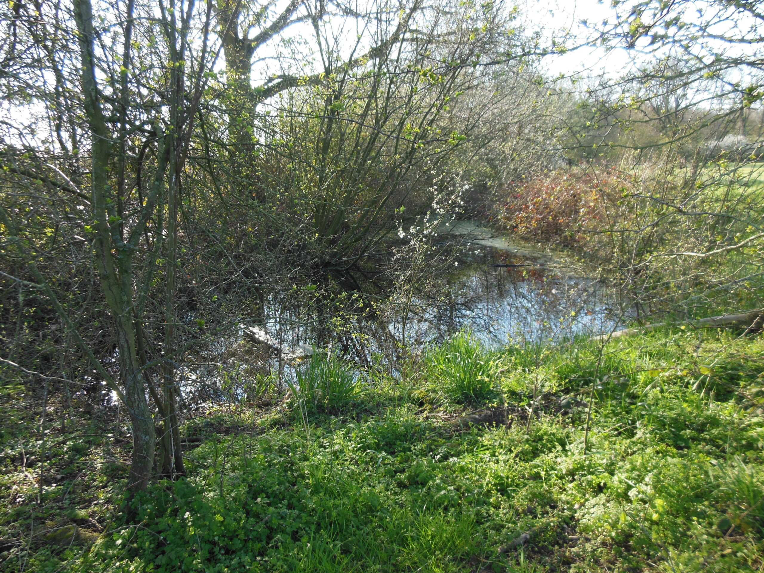 Dichtbegroeide oever met struiken en kleine vijver onder een zonnige, blauwe lucht.