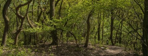 Bos met kronkelige bomen, dicht groen gebladerte en een smal wandelpad.