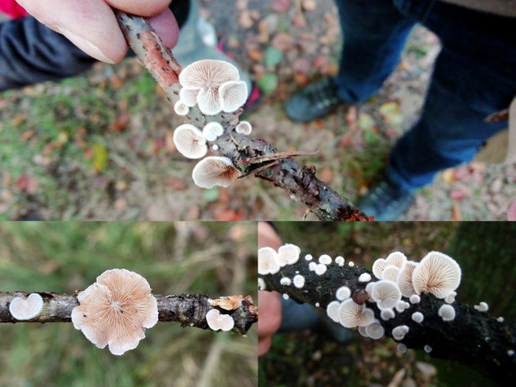 Eikentakstromakelkje