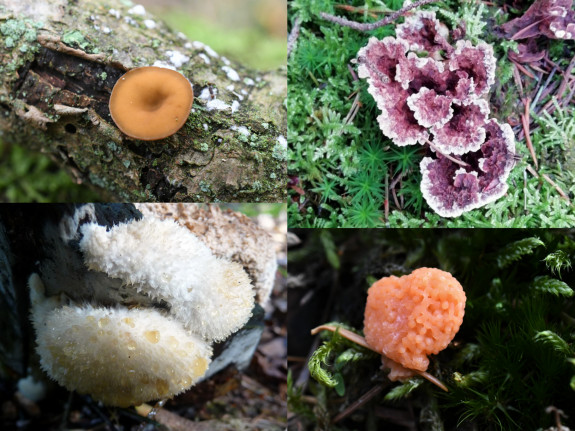 Eikentakstromakelkje