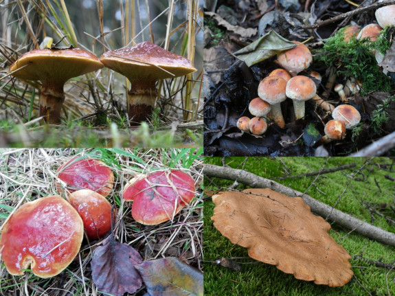 IVN De Oude IJsselstreek Paddenstoelen