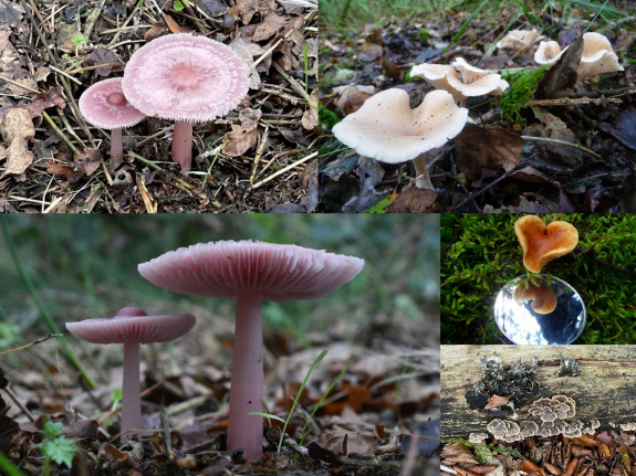IVN De Oude IJsselstreek Paddenstoelen