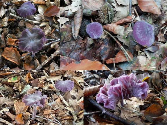 IVN De Oude IJsselstreek Paddenstoelen