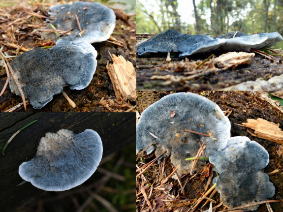 IVN De Oude IJsselstreek Paddenstoelen
