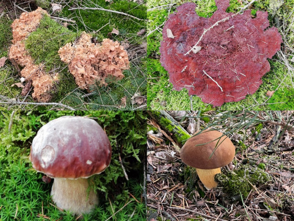 IVN De Oude IJsselstreek Paddenstoelen