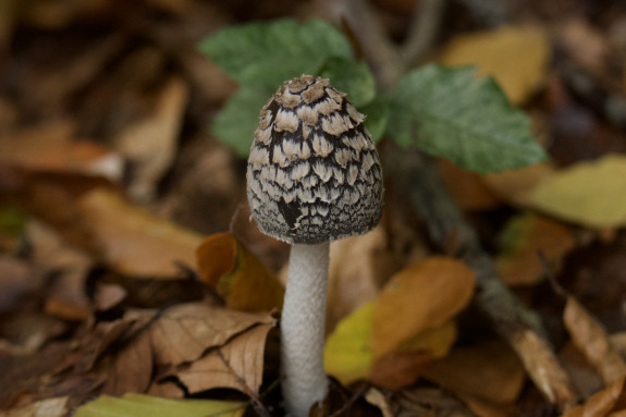 IVN De Oude IJsselstreek Vogelwerkgroep