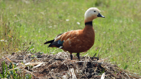 IVN De Oude IJsselstreek 