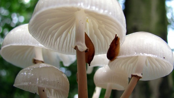 paddenstoelen porseleinzwammen naaktslakken byvanck