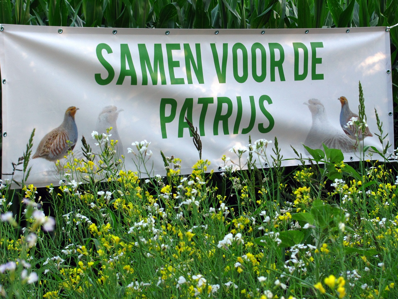 IVN De Oude IJsselstreek Vogelwerkgroep project Patrijs