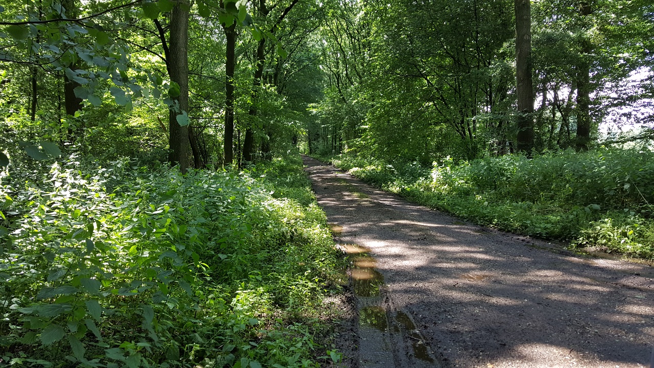 Vier wandelingen in bosrijke omgeving