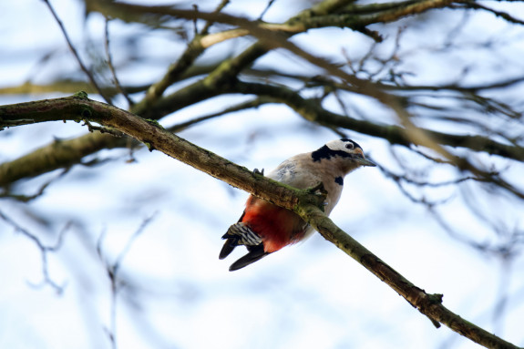 IVN De Oude IJsselstreek Vogelwerkgroep