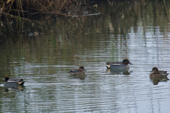 IVN De Oude IJsselstreek Vogelwerkgroep