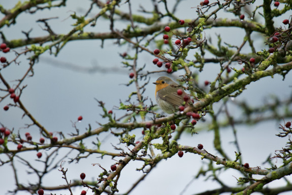 IVN De Oude IJsselstreek Vogelwerkgroep