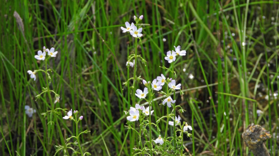 IVN De Oude IJsselstreek Slootjesdag 2021