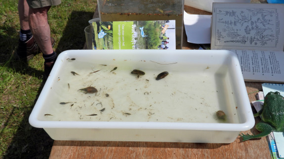 IVN De Oude IJsselstreek Slootjesdag 2021