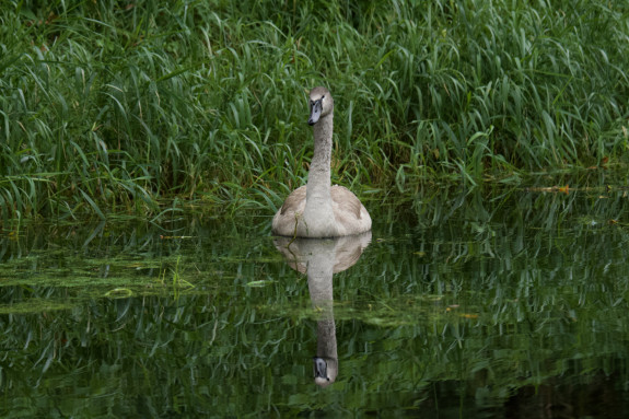 IVN De Oude IJsselstreek Vogelwerkgroep