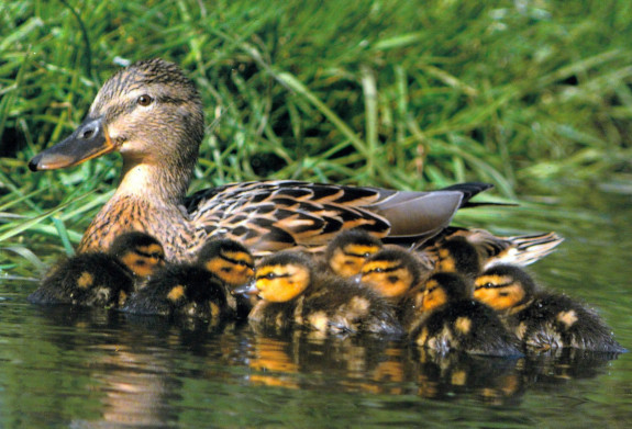 IVN De Oude IJsselstreek Natuurkoffer