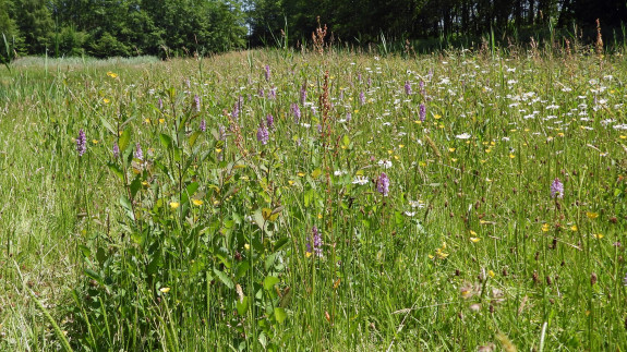 IVN De Oude IJsselstreek - Heidenhoeksevloed