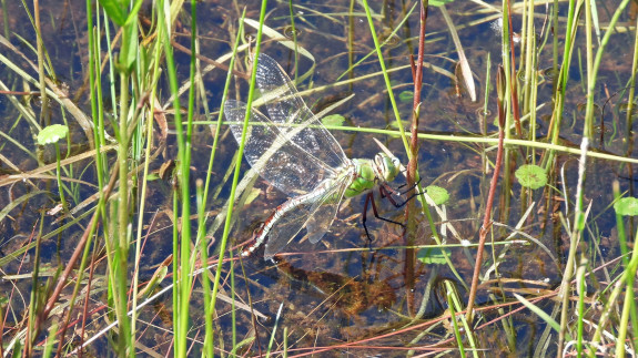 IVN De Oude IJsselstreek - Heidenhoeksevloed