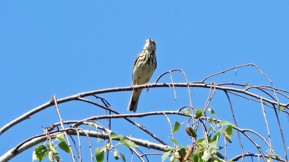 IVN De Oude IJsselstreek - Heidenhoeksevloed